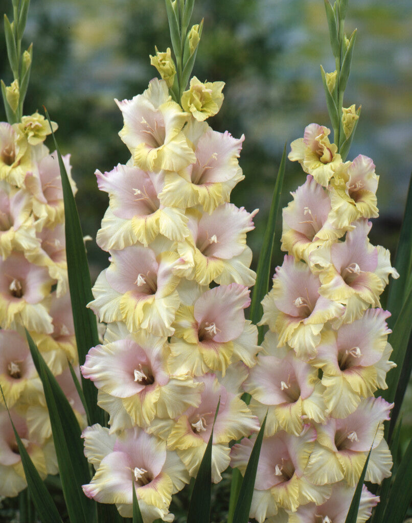 Gladiolus Mon Amour 10-pakning